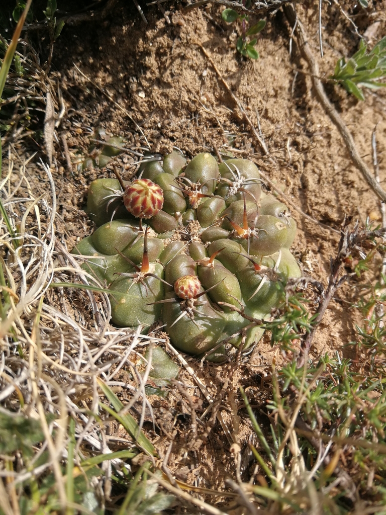Eriosyce aspillagae