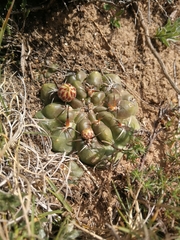 Eriosyce aspillagae