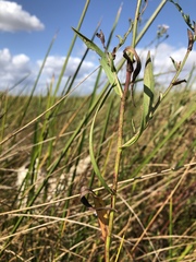 Symphyotrichum lentum