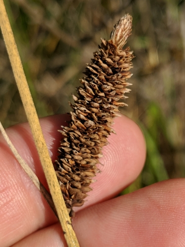 Image of Carex barbarae by (c) Ken-ichi Ueda, some rights reserved (CC BY)