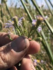 Symphyotrichum lentum
