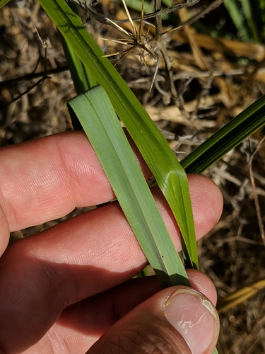 Image of Carex barbarae by (c) Ken-ichi Ueda, some rights reserved (CC BY)