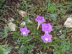 Ipomoea capillacea
