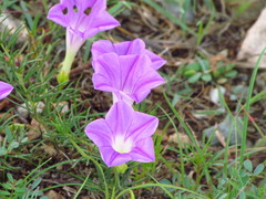 Ipomoea capillacea