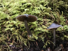 Nitida