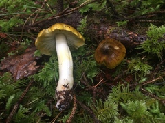 Tricholoma