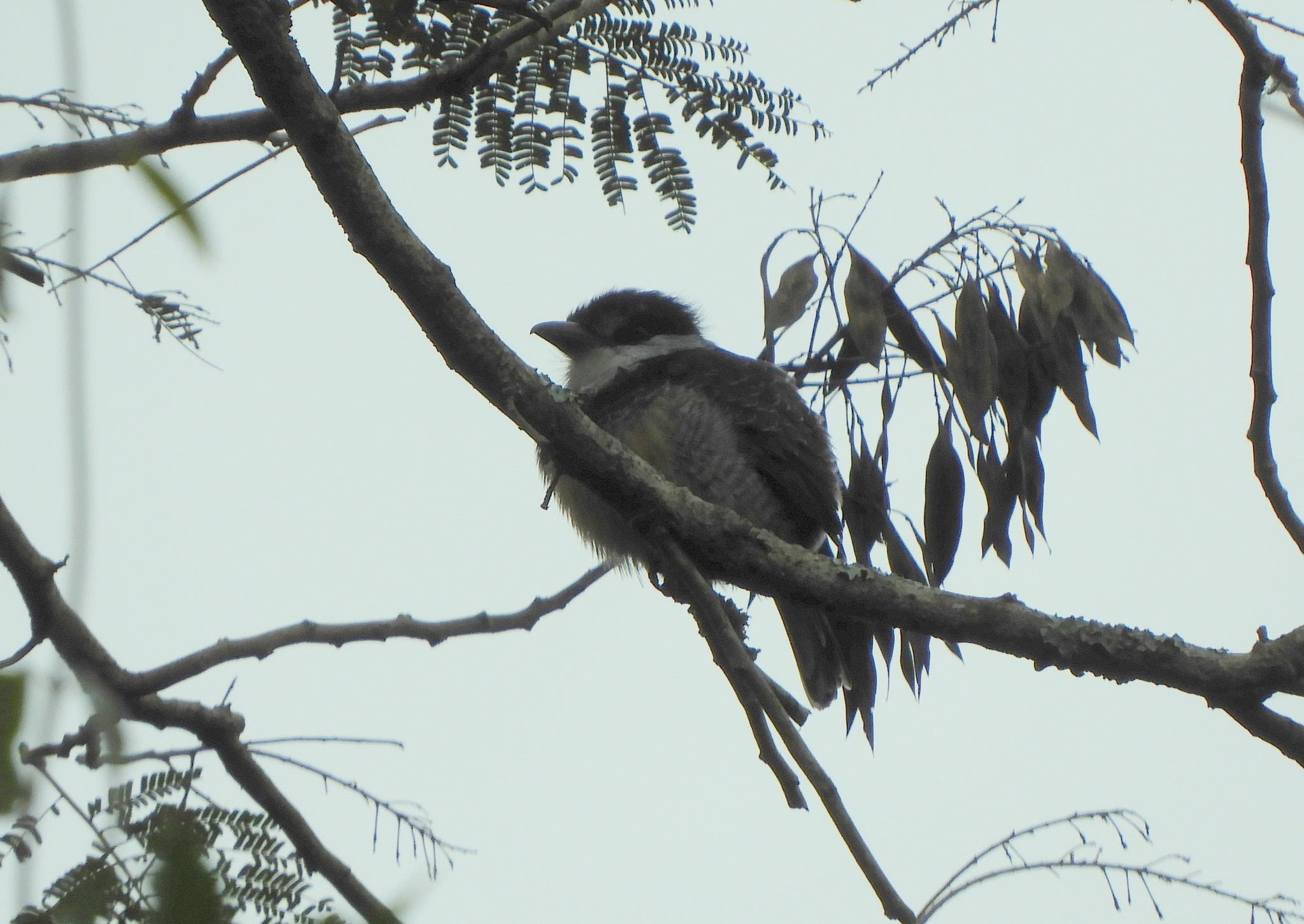 Buff-bellied Puffbird (Notharchus swainsoni), photo 3