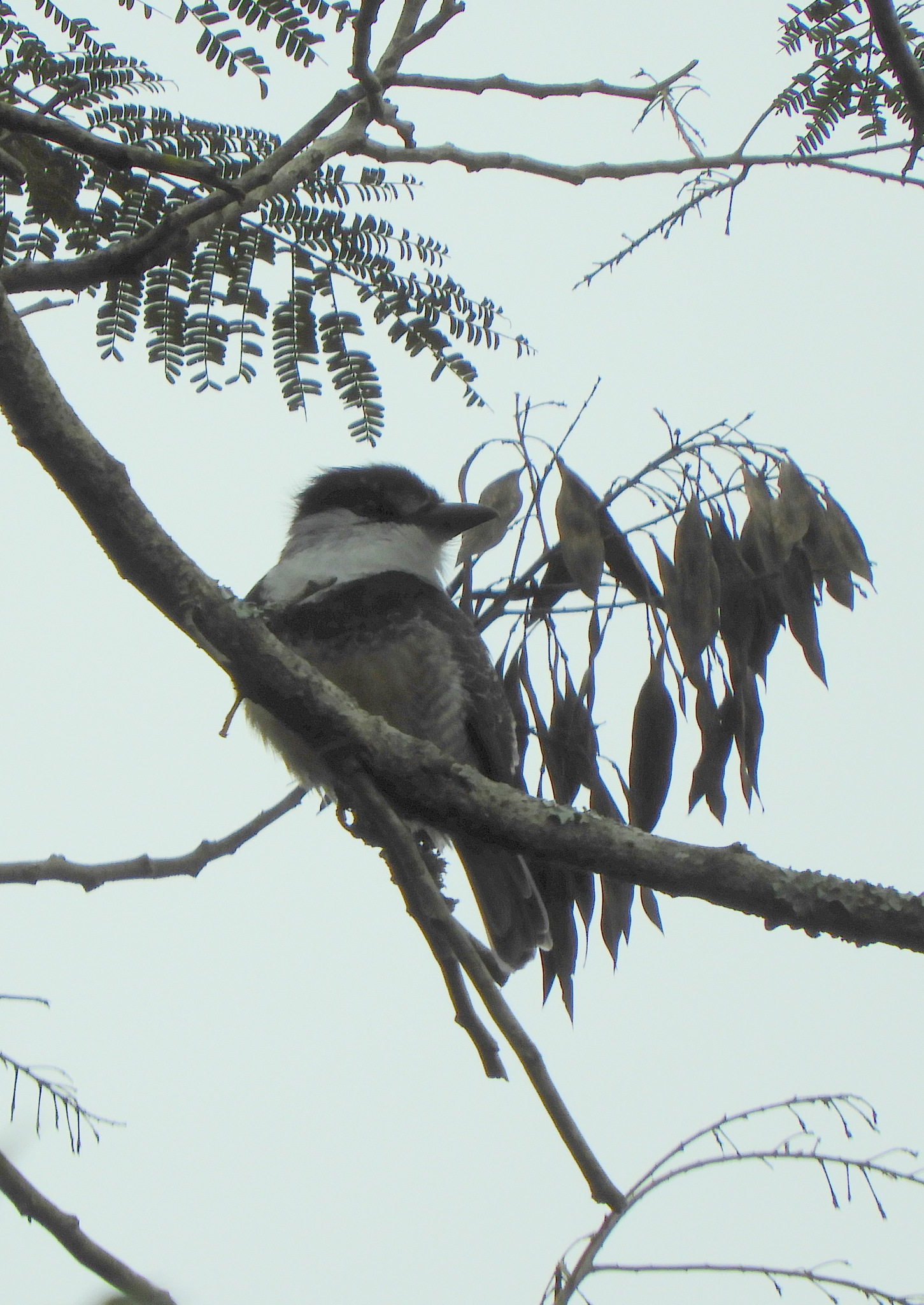 Buff-bellied Puffbird (Notharchus swainsoni), photo 4