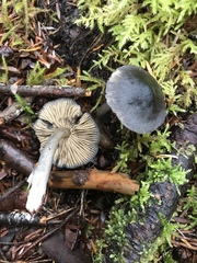 Nitida