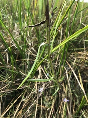 Symphyotrichum lentum