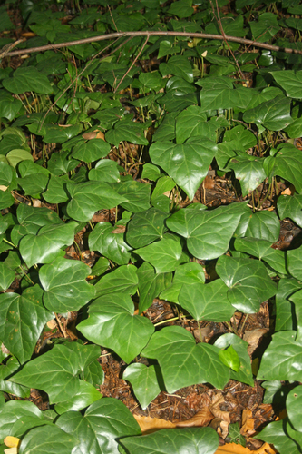Hedera algeriensis