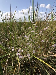 Symphyotrichum lentum