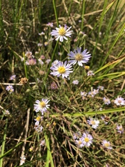 Symphyotrichum lentum