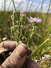Symphyotrichum lentum