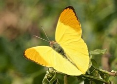 Afrodryas leda