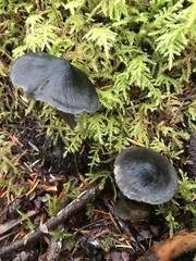 Nitida