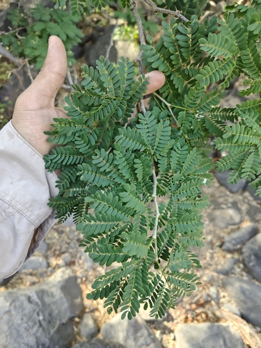 Chloroleucon mangense, photograph 6