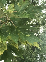 Acer saccharinum