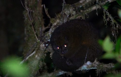 Coppery Ring-tailed Possum