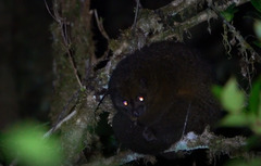 Coppery Ringtail photo 2