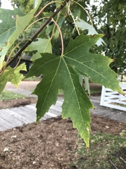 Acer saccharinum