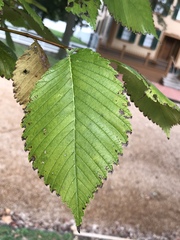 Ulmus americana