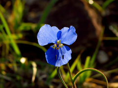 Commelina