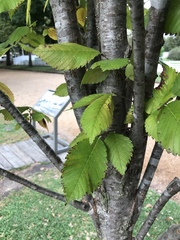 Ulmus americana