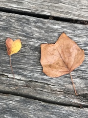Liriodendron tulipifera
