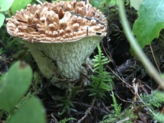 Turbinellus kauffmanii