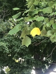 Liriodendron tulipifera