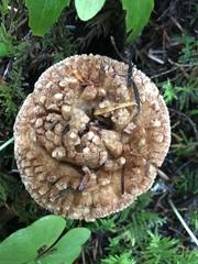 Turbinellus kauffmanii