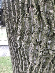 Liriodendron tulipifera