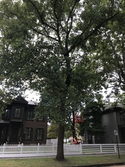 Liriodendron tulipifera