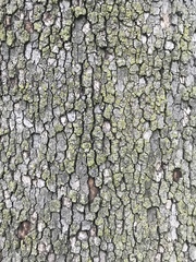 Platanus occidentalis