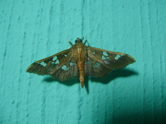 Phostria