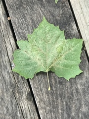 Platanus occidentalis