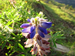 Lupinus
