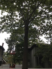 Platanus occidentalis