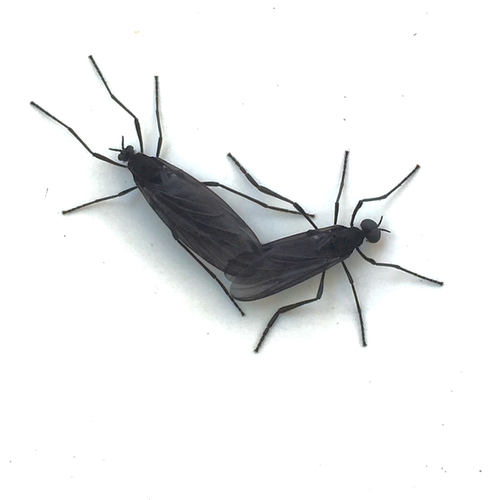 Penthetria heteroptera