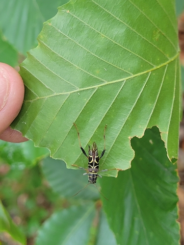 Split-necked Neoclytus photo 4