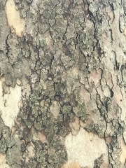 Platanus occidentalis