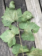 Platanus occidentalis