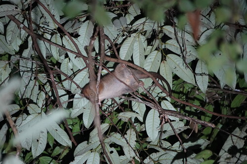 Painted Ring-tailed Possum