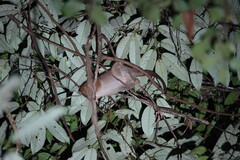 Painted Ringtail photo 2
