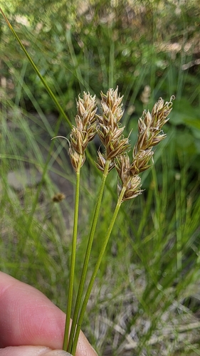 western sedge (Carex occidentalis)