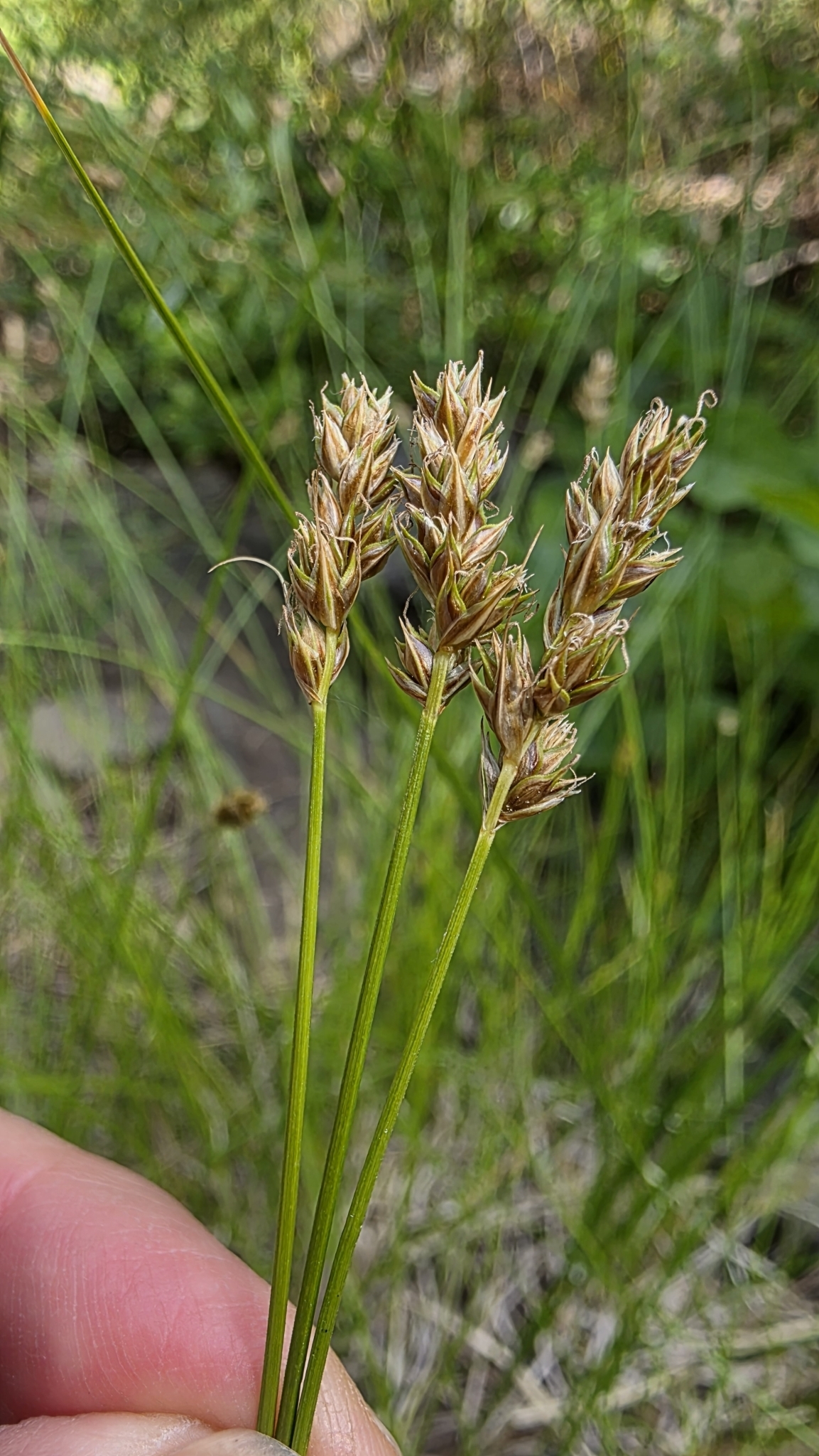 Carex occidentalis