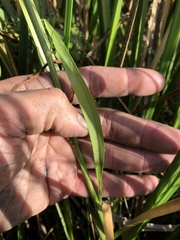 Symphyotrichum expansum