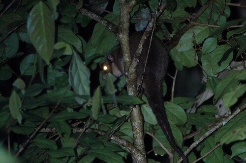 Painted Ringtail