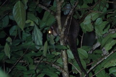 Painted Ringtail photo 3